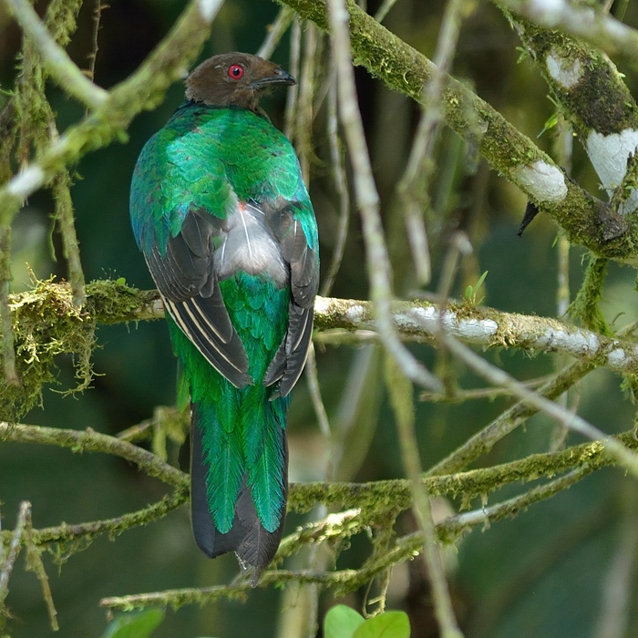 Kuifquetzal